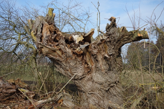 Kopfweiden Kuppentin – Erhalt von Brutbäumen des Eremiten