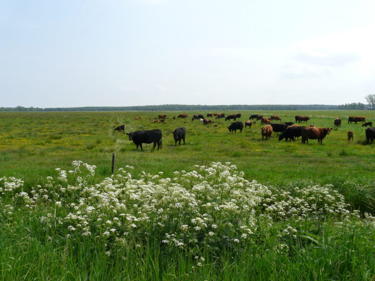 weidelandschaft