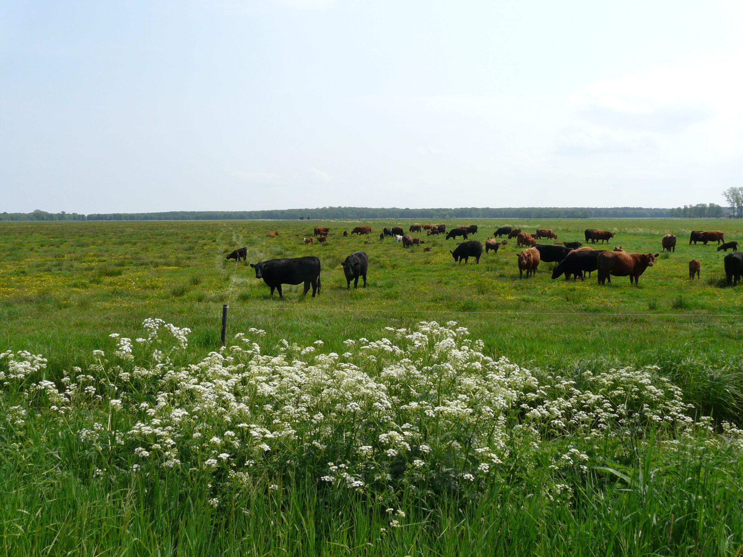 Weidelandschaft Kargow-Schwastorf