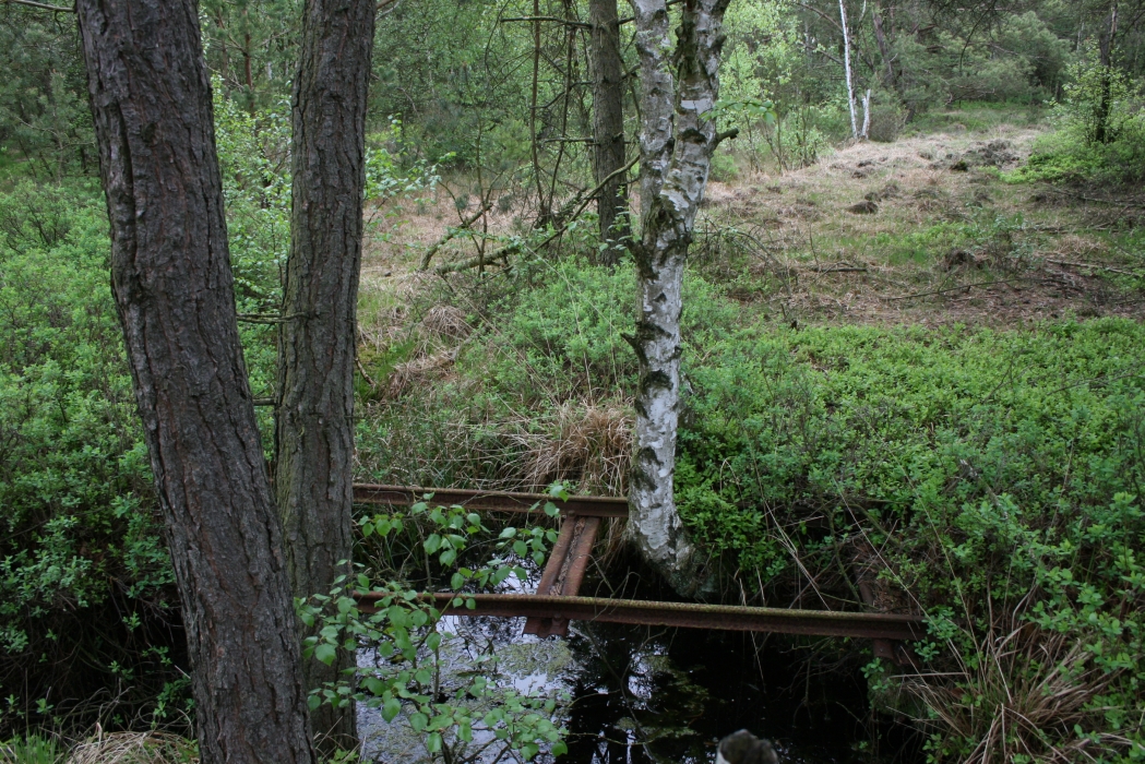 Hörfunkbeitrag über das Stiftungsprojekt im Grambower Moor