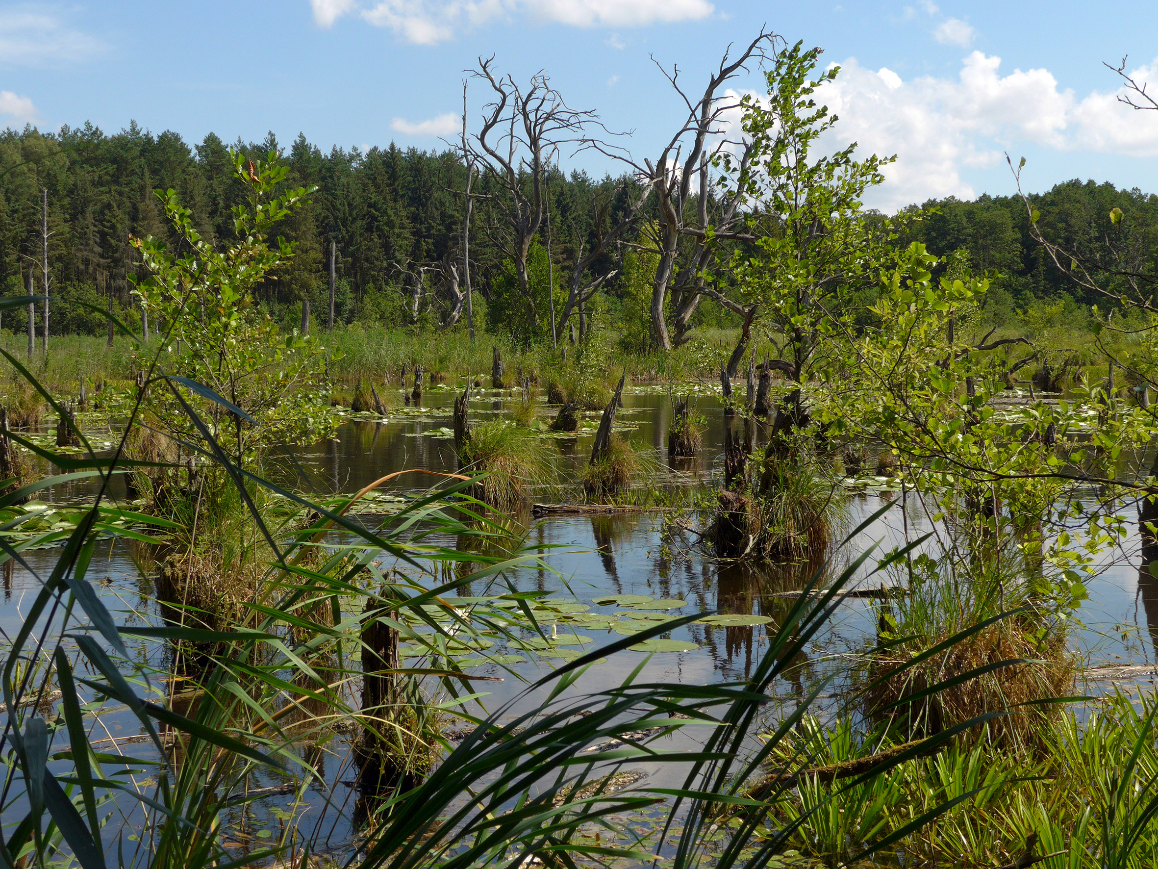 Flächenarrondierung von Waldflächen im Müritz-Nationalpark