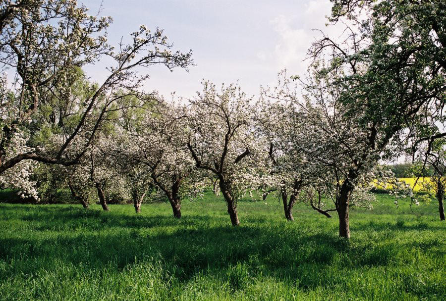 Projekt Streuobstwiese Teterow