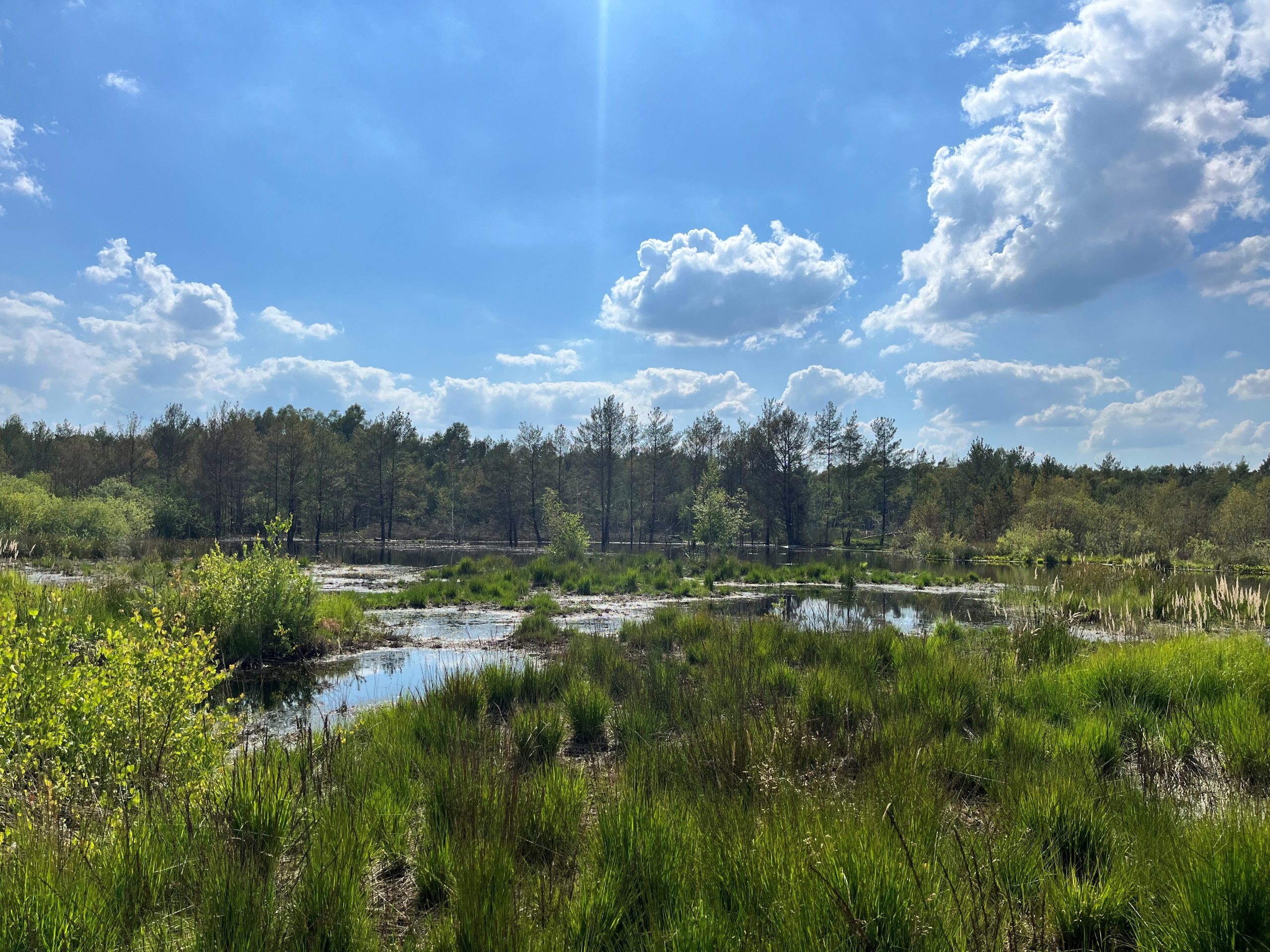 Verbesserung des Wasserrückhalts im Grambower Moor (NatSchFöRl M-V)