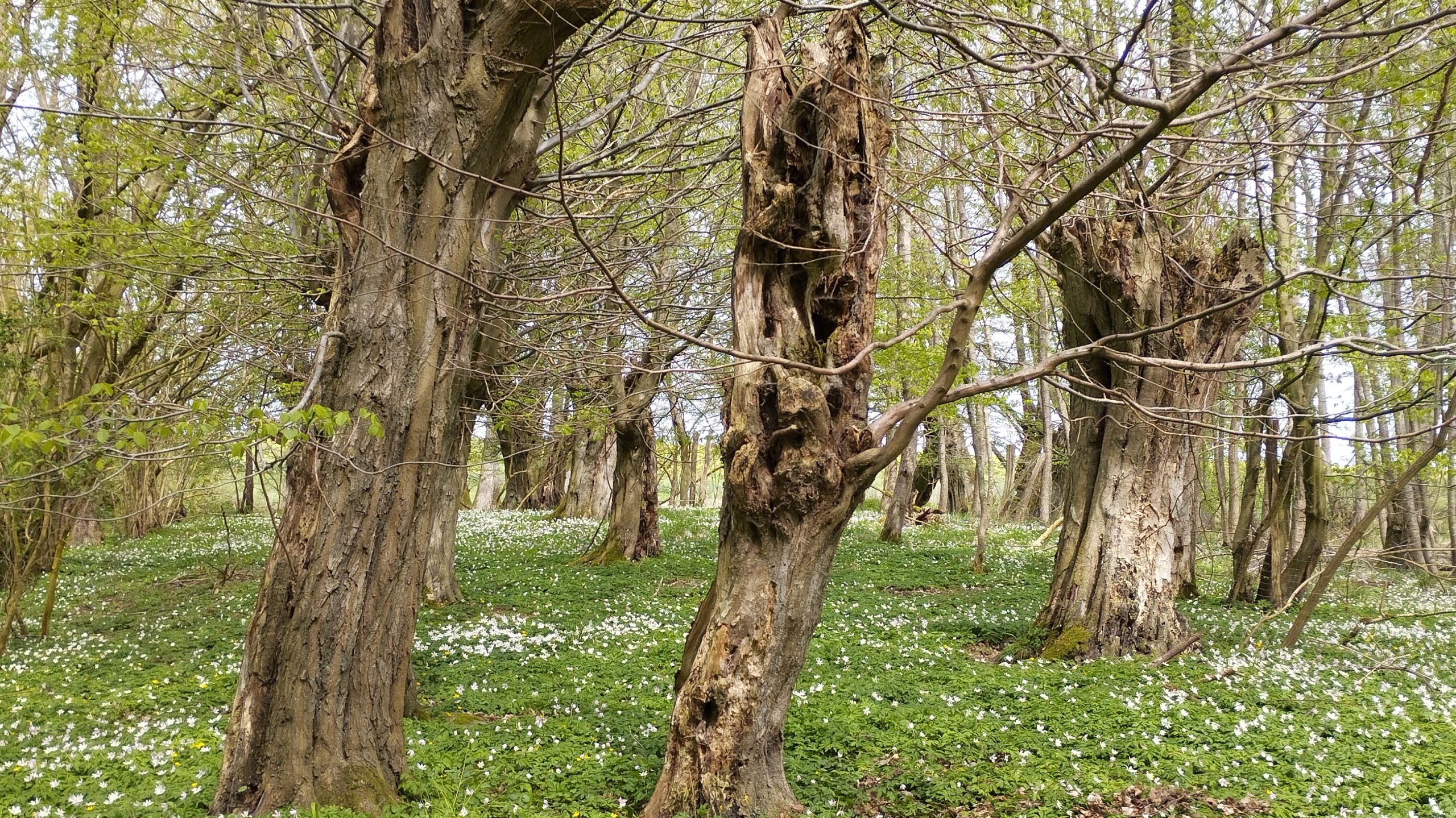 18. April 2026 | Entdeckungstour „Geführte Frühblüherwanderung im Schutzwald Jassewitzer Busch“