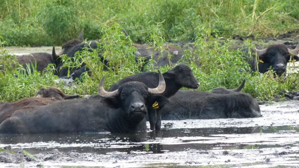 06. Juni 2026 | Geführte Wanderung „Kontraste – Trockene und quelligen Hänge sowie Äcker und Weiden“