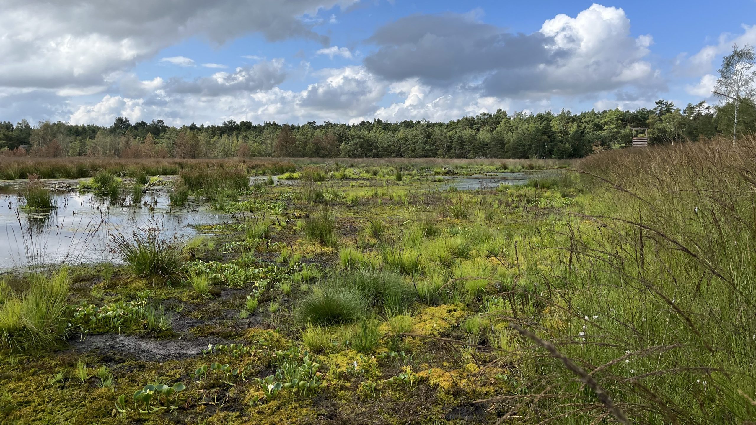 Verbesserung des Wasserrückhalts im Grambower Moor