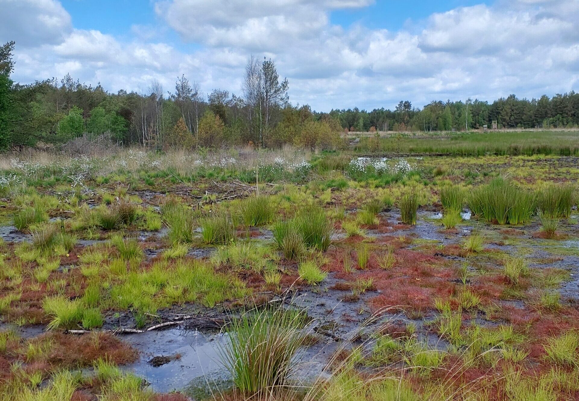 30. und 31. Mai 2026 | Entdeckungstour „Blühendes Moor“