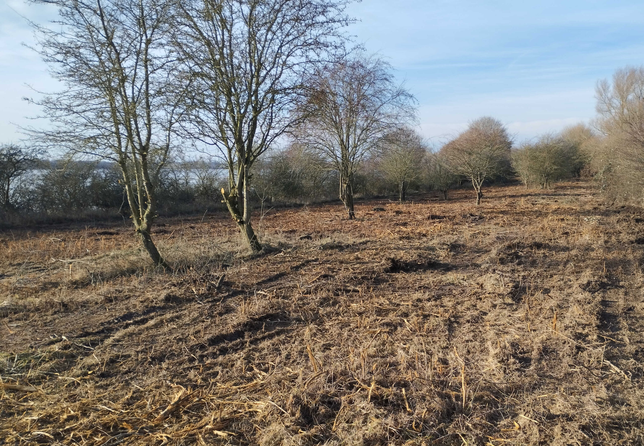 Mehr Licht im Grünen Band
