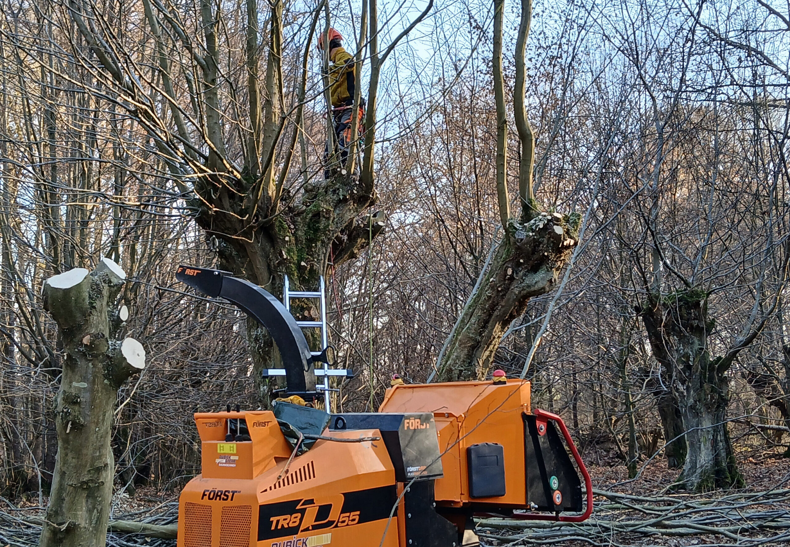 Hainbuchen im Jassewitzer Busch geköpft