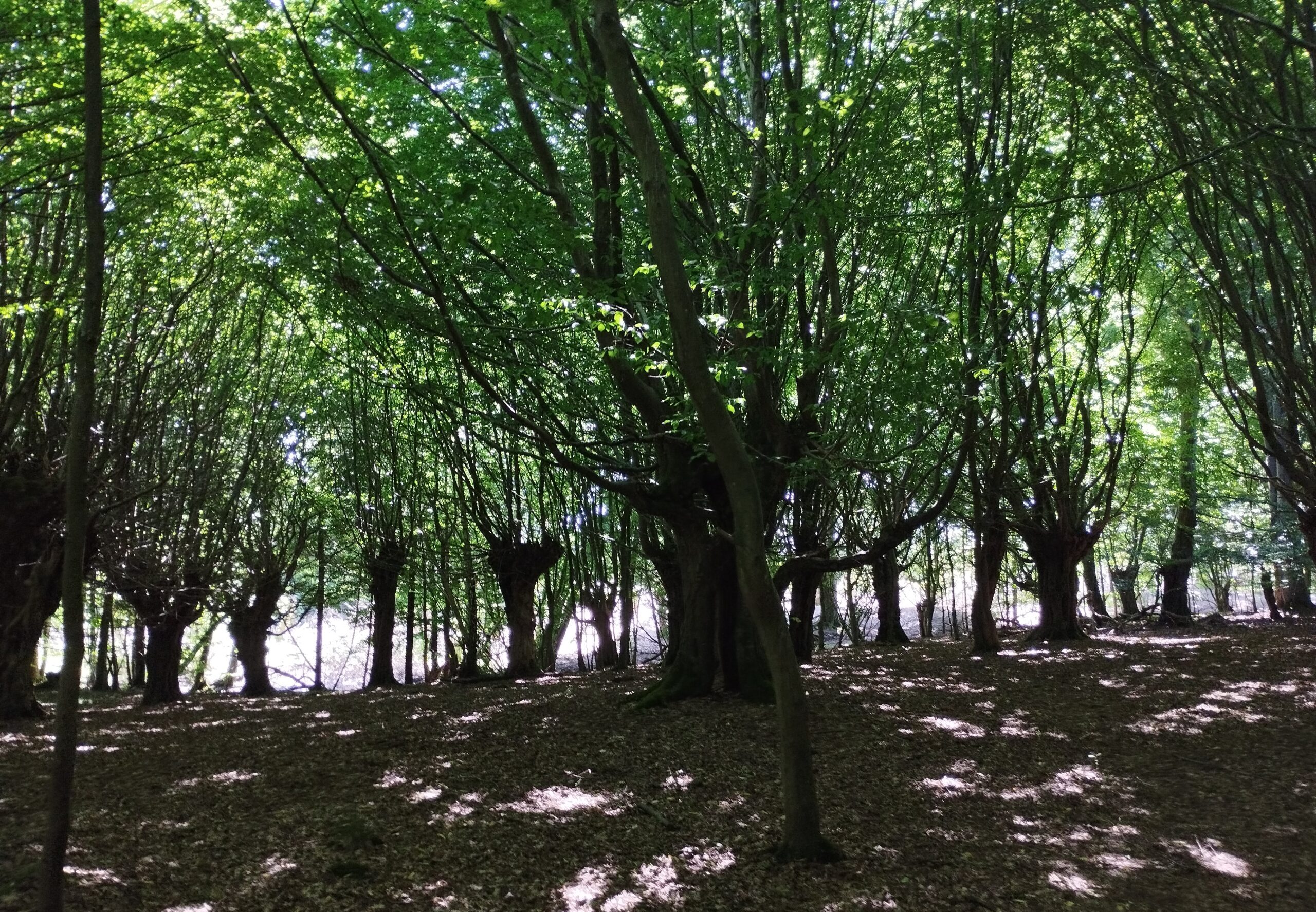 17. Oktober 2026 | Naturerleben im Jassewitzer Busch