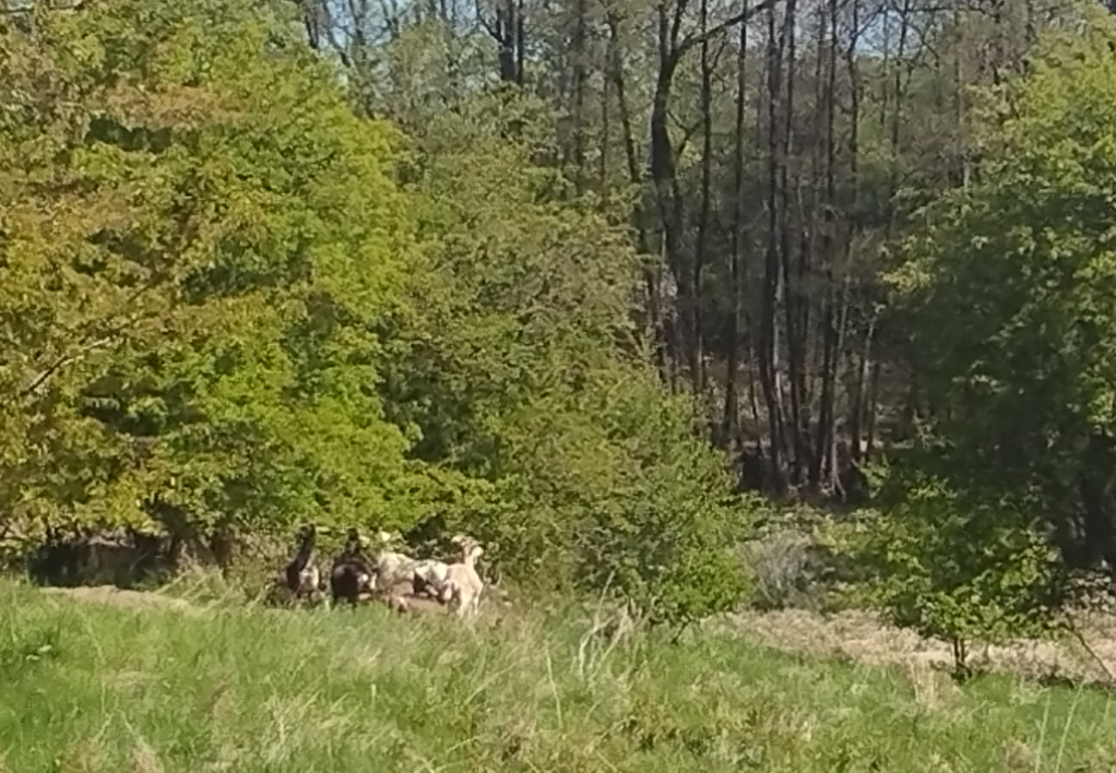 Ziegen für die Artenvielfalt