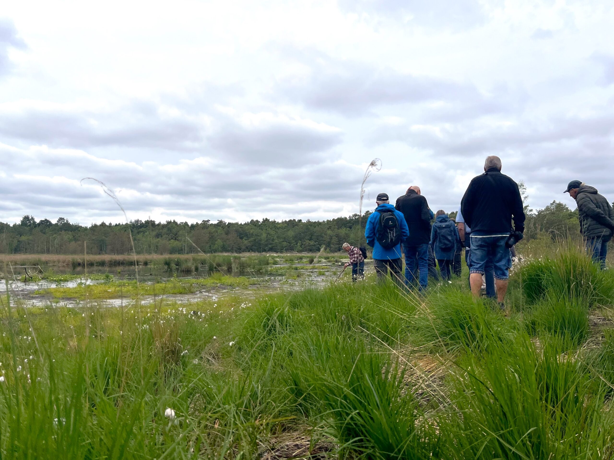 Einblicke in das Grambower Moor