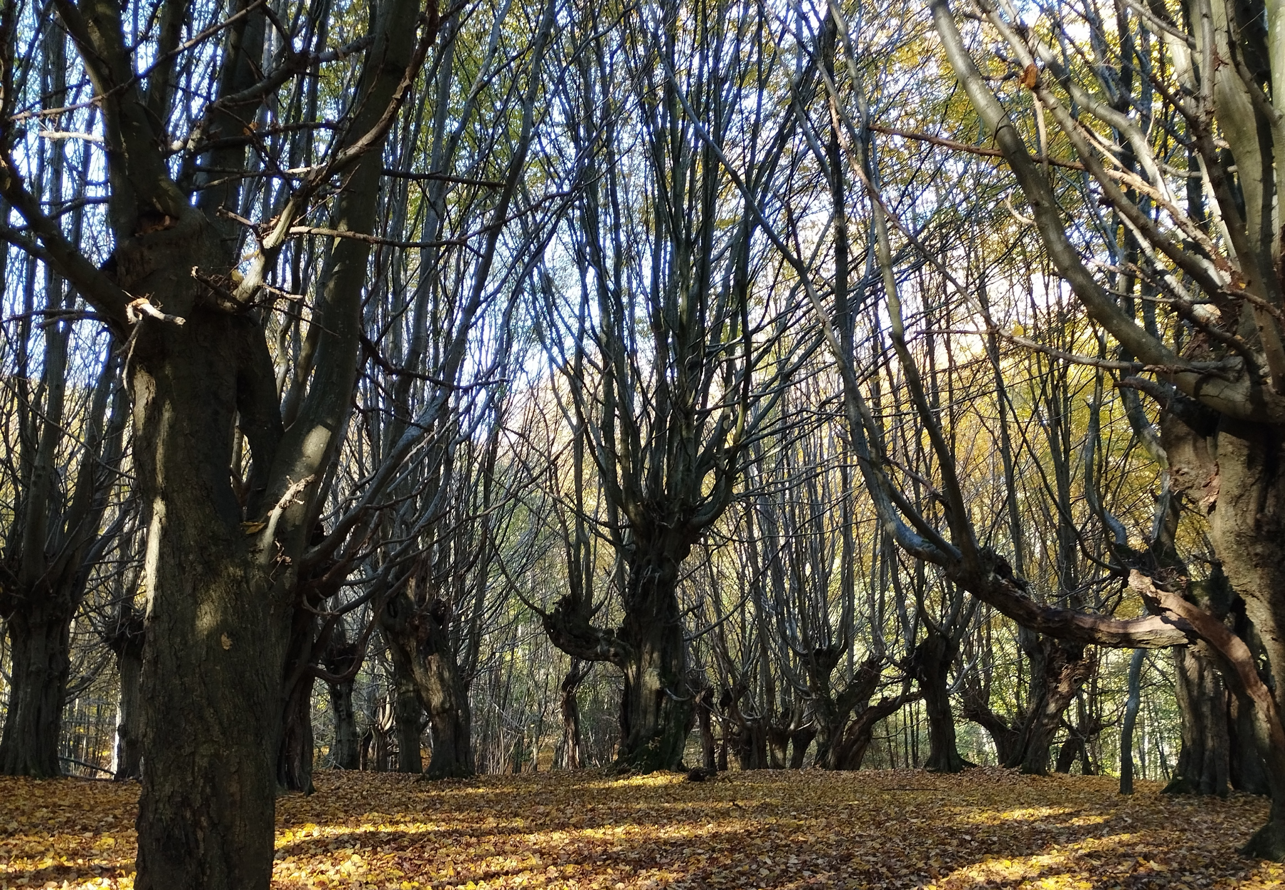 17. Oktober 2026 | Naturerleben im Jassewitzer Busch