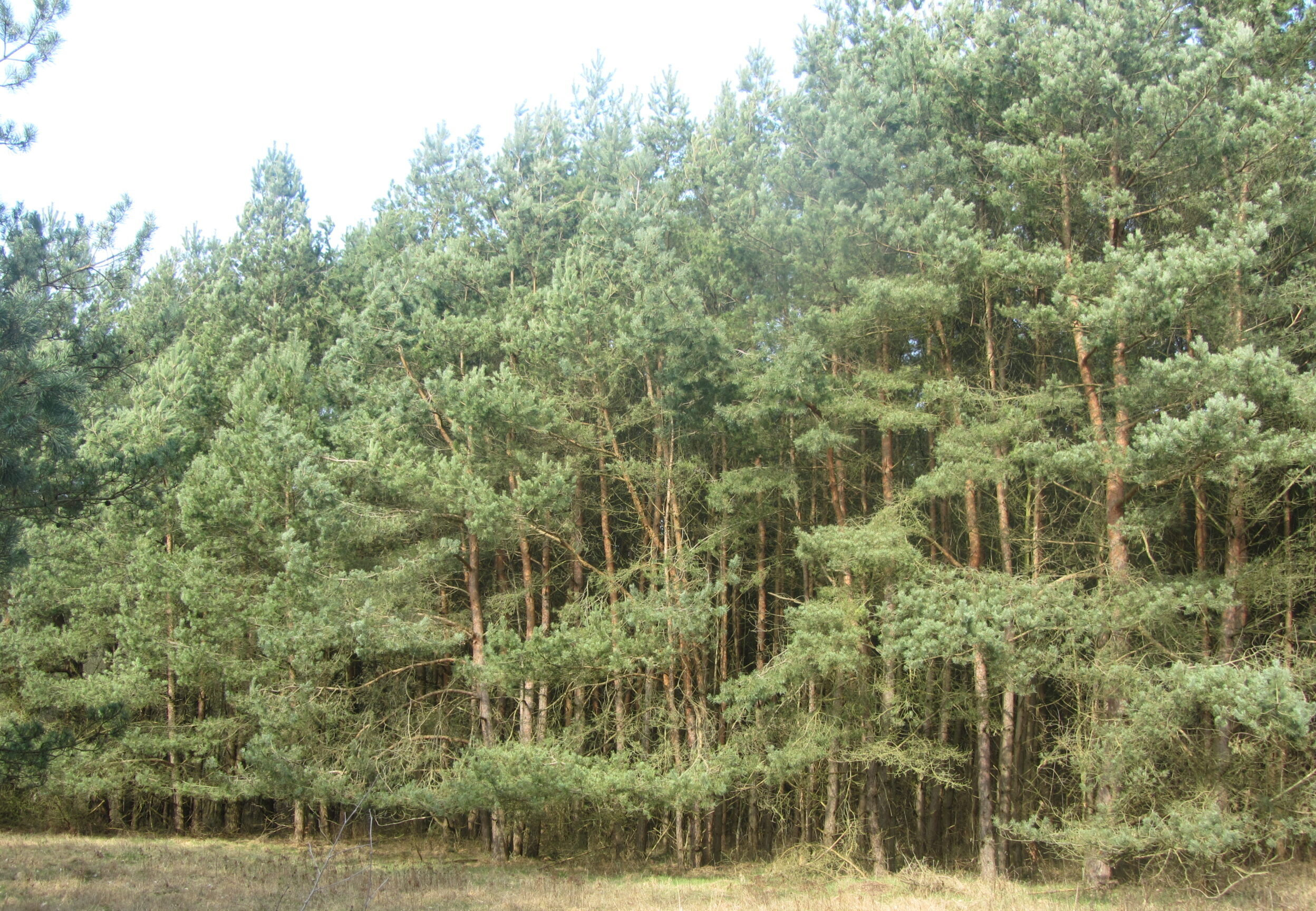 Letzter Holzeinschlag im Vierwald