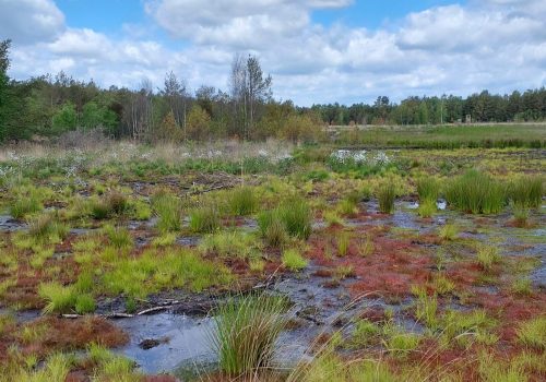 30. und 31. Mai 2026 | Entdeckungstour „Blühendes Moor“