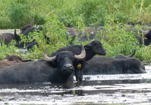 06. Juni 2026 | Geführte Wanderung „Kontraste – Trockene und quelligen Hänge sowie Äcker und Weiden“