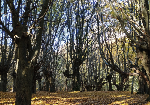 17. Oktober 2026 | Naturerleben im Jassewitzer Busch