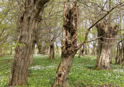 18. April 2026 | Entdeckungstour „Geführte Frühblüherwanderung im Schutzwald Jassewitzer Busch“