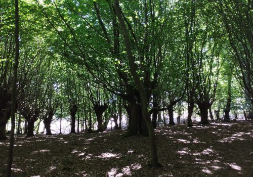 11. Juli 2026 | Naturerleben im Jassewitzer Busch