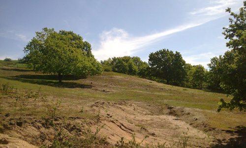 Einzelexemplare auf der Freifläche als Landschaftselement und entwicklungsfähiger Jungwald im Hintergrund.