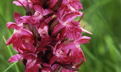 breitblaettriges_knabenkraut-dr._wernicke_0