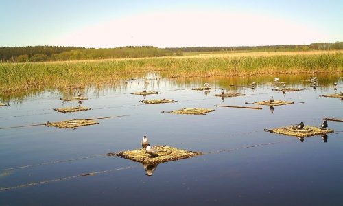 floesse_weissfluegel_und_weissbart-seeschwalben_0