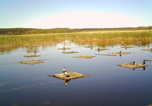 18. Juli 2026 | Geführte Wanderung „Renaturierung Peenetal“