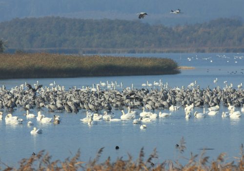 Entdeckungstour „Einflug der Glücksvögel“