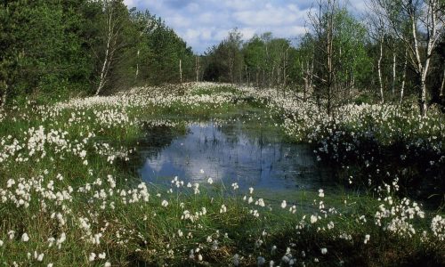 foto_grambower_moor_0