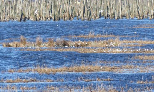 lachmoewen_vor_abgestorbenem_wald