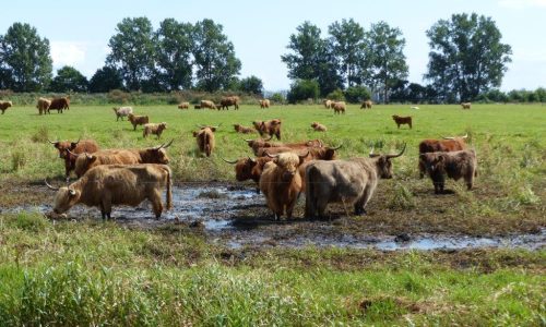 landschaftspflegende_hochlandrinder_0