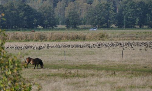 rastende_gaense