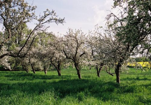 streuobstwiese-teterow-bild4