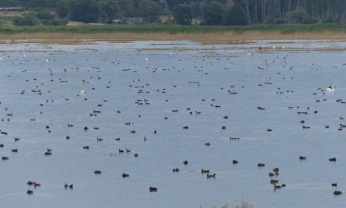 wasservogelparadies_2_0